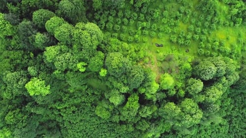 Forest (4K)