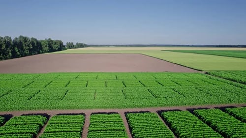 Drone Camera Over Green Corn Field