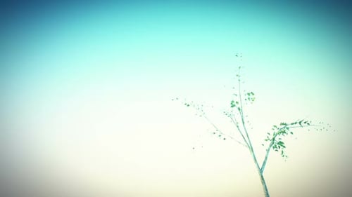 Realistic Tree Growth Animated Time-Lapse