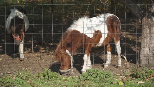 Two Little Ponies or Horses Grazing in Paddock. Purebred Mares Eating Feed on Farm. Steadicam Shot
