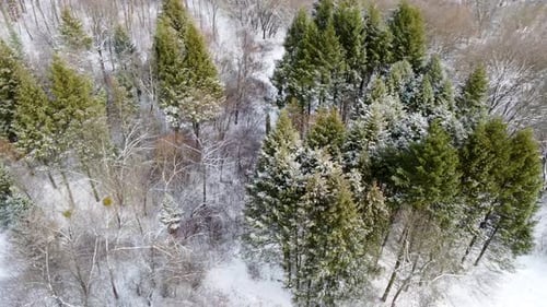 Immergrüne Tannenzweige, Winterluftaufnahme