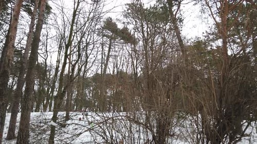 Winter Trees in a Quiet Snowy Forest