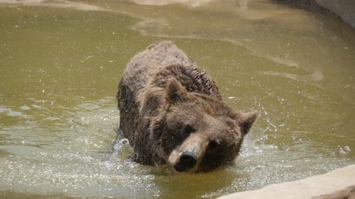 A Big Brown Bear Is Swimming in a Pool in a Zoo on a Sunny Day in Summer
