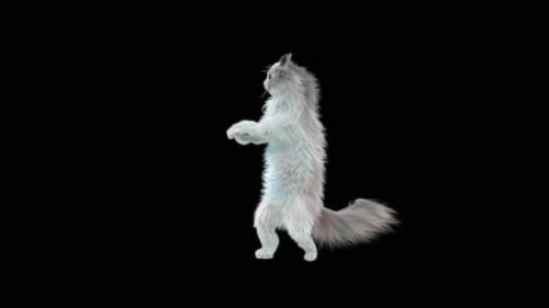 Dancing White Fluffy Cat Standing on Hind Legs