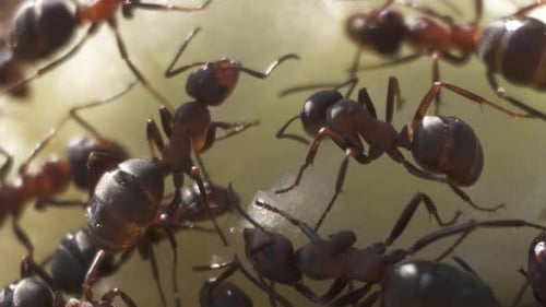 Macro closeup of ants feeding, ant colony teamwork concept, closeup