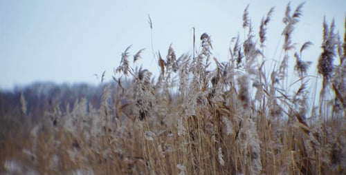 Winter Reeds Swaying in the Wind
