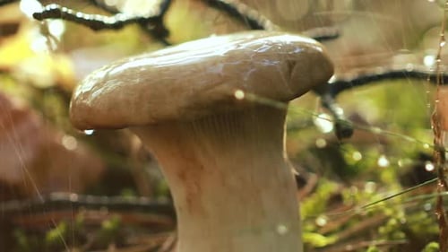 Mushroom Boletus In a Sunny Forest in the Rain