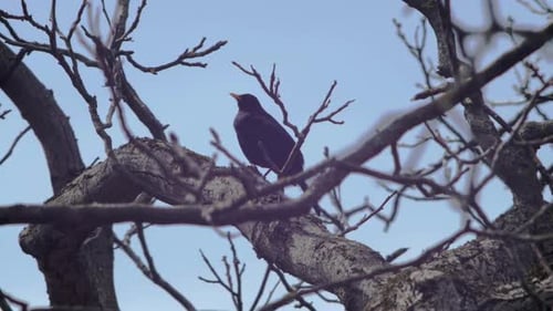 Zeitlupe tief abgewinkelte Weitaufnahme einer Amsel, die auf einem Ast in einem Baum sitzt, umrahmt von Ästen in