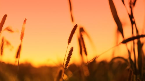 Golden Grasses Swaying in Peaceful Sunset Field