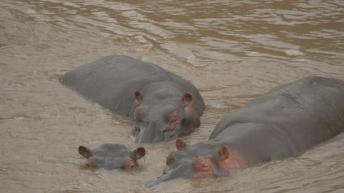Three hippos in a river