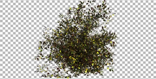 Realistic Animated Green Bush Blowing in Wind with Alpha Channel