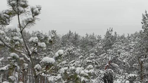 Take Off in the Winter Forest