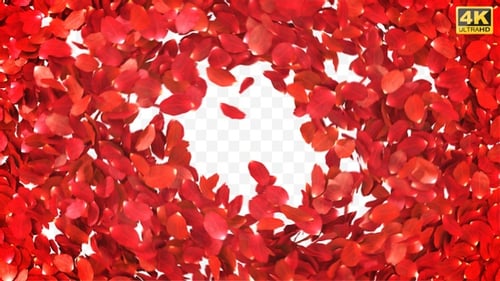 Red Rose Petals Scattering Reveal Transition