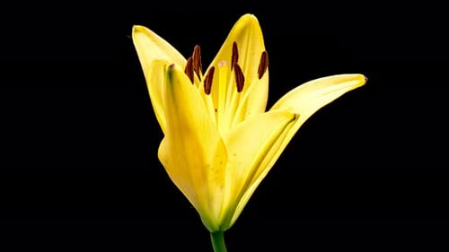 Yellow Flower Blooming in Time Lapse