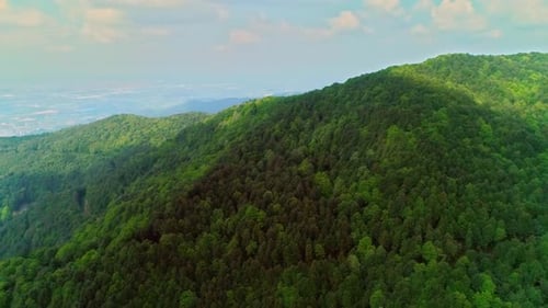 Aerial Drone Forest (4K)