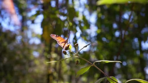Monarchfalter auf Blume