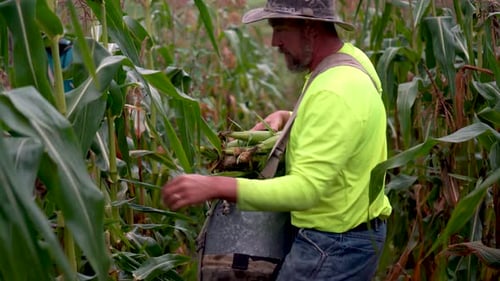 Man harvesting corn in a cornfield