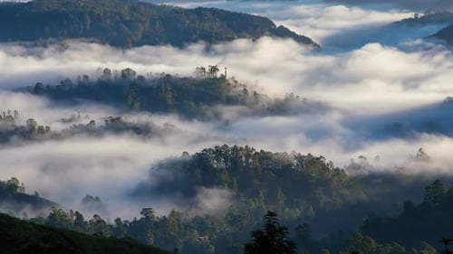 Fog in the Forest Timelapse