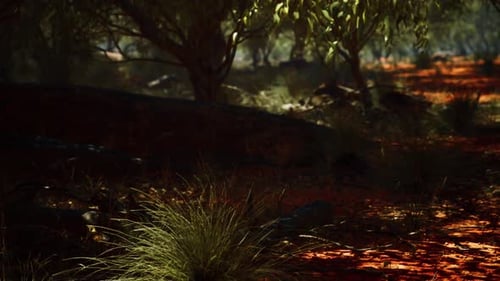 Panning Through Arid Forest Landscape with Sunlight