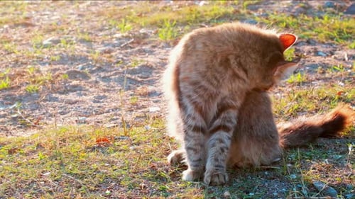 Slow motion young tabby cat cleaning its dorsal carefully on the ground in a park on a sunny day.