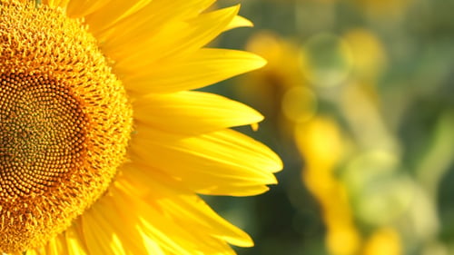 Close-Up of Sunflower in a Sunny Field