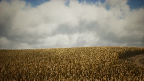 Ripe Yellow Rye Field Under Beautiful Summer Sunset Sky with Clouds