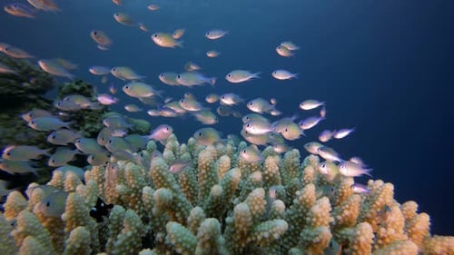 Underwater Scene Marine Life