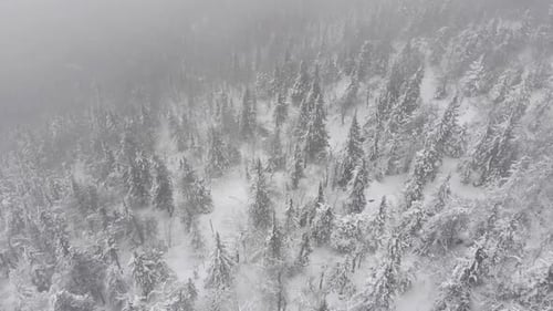 Aerial View of a Snowy Winter Forest During a Snowfall Coniferous Mountain Forests