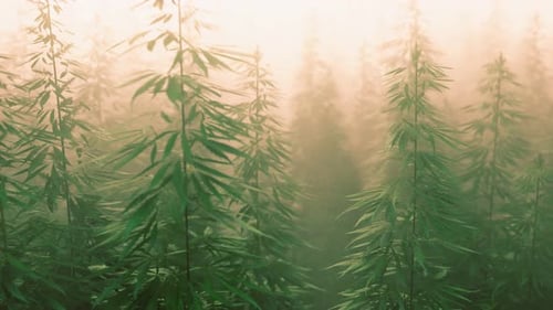 Plantation of Cannabis in Deep Fog