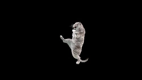 Weißer Tiger tanzt HD