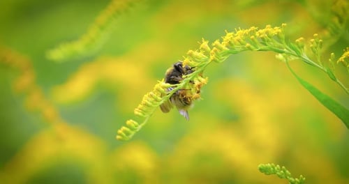 Shaggy Bumblebee Pollinating and Collects Nectar From the Yellow Flower of the Plant