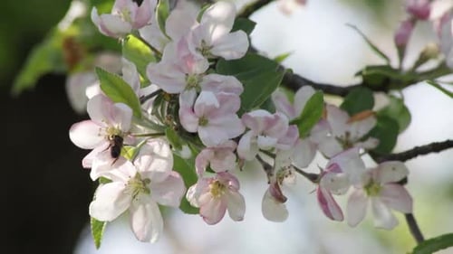 Blossoms and Bee on Flowering Tree Branch