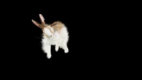 Fluffy White Rabbit Hopping with Alpha Channel