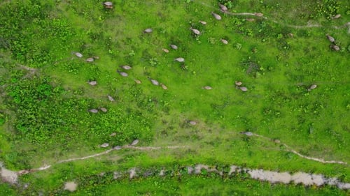 Aerial view of group of cows on a rural meadow in a bright morning.