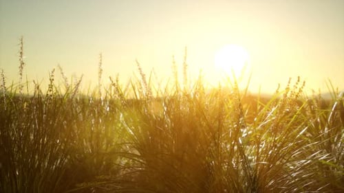 Green Grass on Hills at Sunset