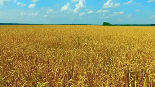 Wheat Field Drone 01