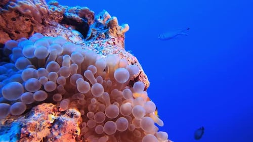 Vibrant Clownfish Swimming Among Coral Reef