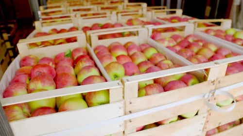 Freshly Picked Apples in Wooden Crates