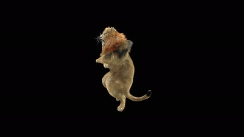 Realistic 3D Animated Lion Roaring on Black Background