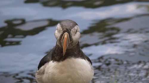 Close up shot of atlantic puffin resting in front of lake shore with water reflection on sunny day.