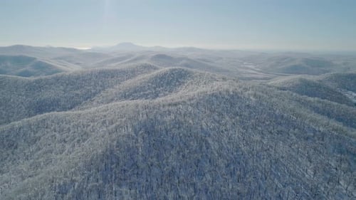 Aerial View of a Frozen Forest with Snow Covered Trees at Winter