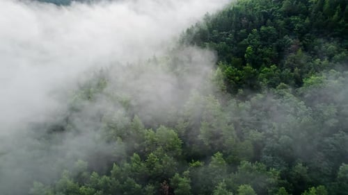 Drone Aerial View to Mystical Mountain Forest