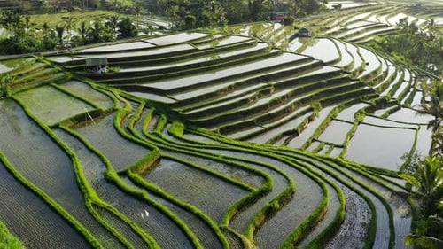 Aerial View Of Water Filled Rice Terrace At Morning. Beautiful Landscape Of Tropical Rice Fields