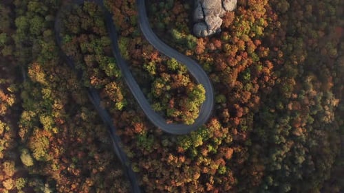 Autumn forest with curvy road