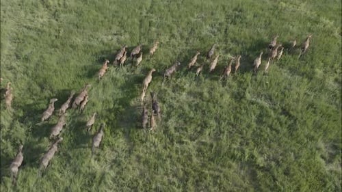 Chevaux sauvages qui courent des Mustangs sauvages sur l'herbe verte