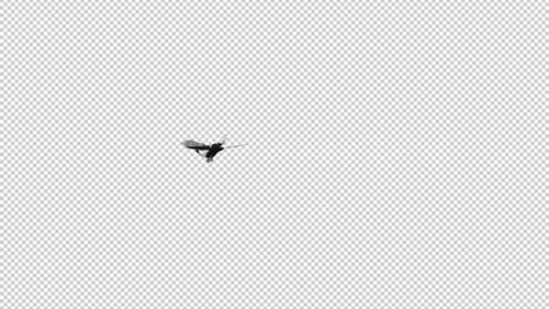 Eurasian Magpie Bird - Flying Loop - Screen Circle - Alpha Channel