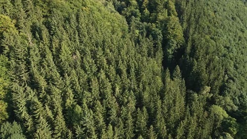 Green Pine Tree Forest Aerial View