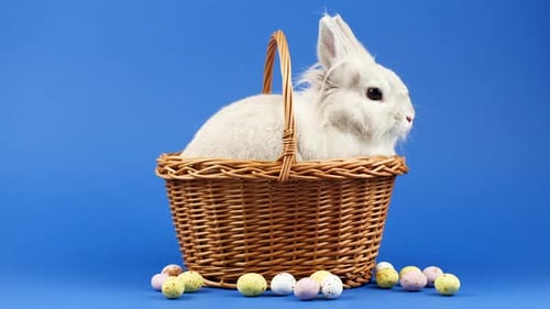 White Rabbit in Easter Basket with Speckled Eggs