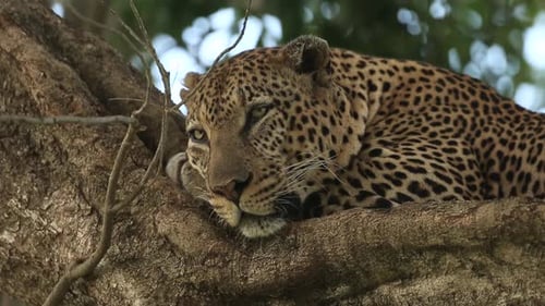 Leopard Resting Peacefully in Tree Branch