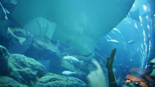 Girl and Boy Looking at White Stingray Manta in Underwater Aquarium